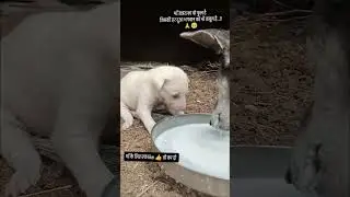 माँ की दुआ..🙏🙏help video#help #dog #animals #pets #shorts #trending