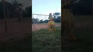 He was flogged by a masquerade #africa #culture #masquerade