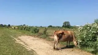 Cow Loop