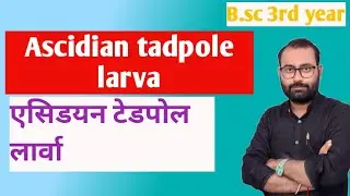 Ascidian tadpole larva || herdmania || by Ankit sir