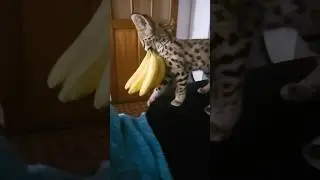 Determined Serval Cat