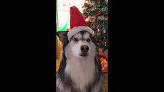 Dog Ear WIGGLES - Bandit The Husky #shorts