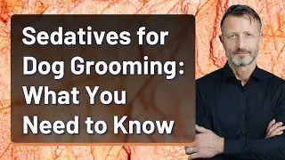 Sedatives for Dog Grooming: What You Need to Know