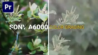 Sony a6000 Color Grading in Premiere Pro