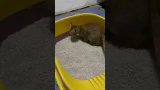 First time Kitten Pee and Poop in Litter Box | Jai Yen The Lost Cat