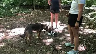 Meeting micro-dachshund puppies 🥰🤩🥰🤩
