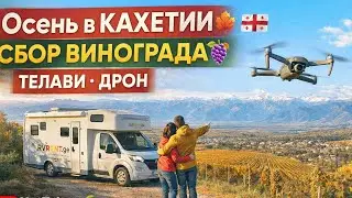 Telavi, Kakheti 🍇 Grape Harvest Season | Wine Region of Georgia