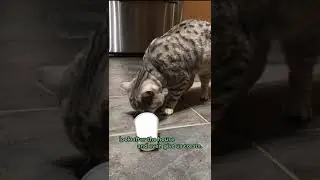 Work with Cats - The Cat Butler&reg;│Pet Franchise │Pet Sitting Business Opportunity for Cat Sitters