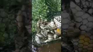 Fish collected in a small stream #fish #trap #river