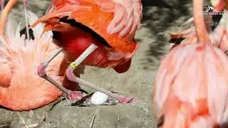 Flamingos Nesting at Gladys Porter Zoo