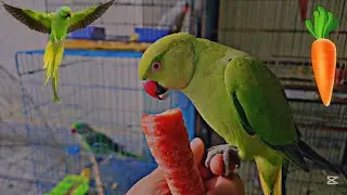 RINGNECK Parrot Eating Carrot 🥕🦜 | Relaxing Bird Video