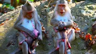 Incredible Monkey! Amazing Mom Trying To Stop Breastfeeding. Very Pity Baby Monkey