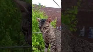 cat in morning🌞  #ytshorts#viralvideo