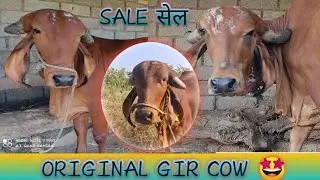 ORIGINAL GIR COW 🔥 गीर गाय BHAVNAGAR LINE..