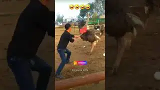 This Is How Ostrich Kick Is Dangerous #shorts #viral #reels #trending #tiktok