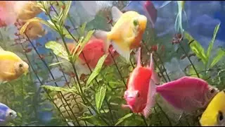 The ECQ BLOOMS garden is live!