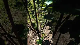 HRMN 99 Apple Growing Part 2 &mdash; Two New Buds Emerging 🌱 #apple #nature #shorts #growth