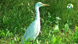 Amazing Birds beautiful birds videos bagla bird