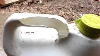 Rats love antifreeze