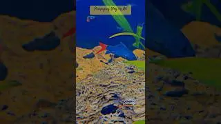 Red Tail Shark - Aquarium Fish -Aquatic #redtailshark #redtail #fish #fishtank #viralvideo #aquarium