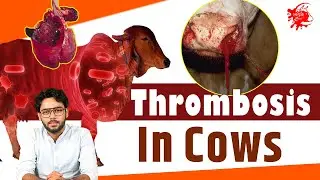 Deep Vein Thrombosis in Cows| थ्रोम्बोसिस| Diagnosis, Symptoms, Causes, and Treatment| SwadeshiVIP