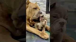Can you feel the love in the air 💚 #canecorso #englishbulldog #love