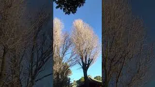 2026/01/14｜根津神社｜冬の午後の光
