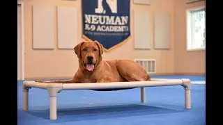 Copper (Red Fox Labrador Retriever) Puppy Camp Dog Training Video Demonstration