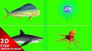 3D Sea Animals Swim  Green Screen For Editing For Free