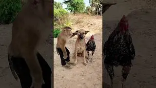 lovely Animals Are Famous, Best SokYaa Video #shorts