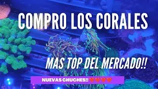📌📌COMPRO LOS CORALES MÁS TOP DEL MERCADO!! Euphilia HellFire, DrsgonSoul, Montipora Beach Bum y MAS