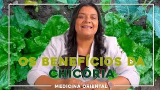Os Benef&iacute;cios da Chic&oacute;ria (Dicas de Sa&uacute;de)