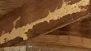 IMPERIAL PEST PREVENTION