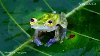 Зачем Стеклянные лягушки (Glass frogs) из сем. Centrolenidae научились прятать свою кровь в печени ?