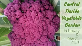 Central Florida Vegetable Garden | February and March 2021