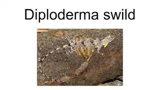 Diploderma Swild