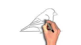Easy to draw Sparrow on wire step by step