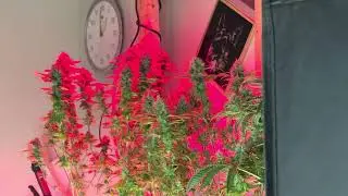 Harvest of the Ladies Week 10 Looking Amazing