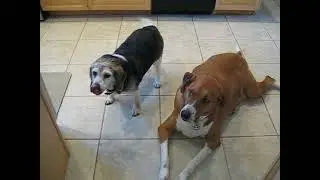 HOH Beagle Misty Haze Month After Abscess Strikes Back Wagging Tail Removed Cone Happy Daze Haze Too