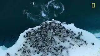 Emperor penguin chicks jump off a 50-foot cliff in Antarctica NEVER-BEFORE-FILME 99