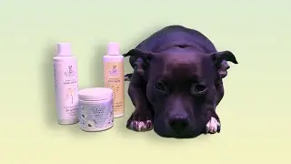 Honest Petals & Tails Review GOODBYE Skin Allergies