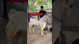 Top Quality Jamuna Pari Bakra 😍 Mauaima Bakra Mandi | Ziya Vlogs #shorts #bakramandi #ziyavlogs ￼