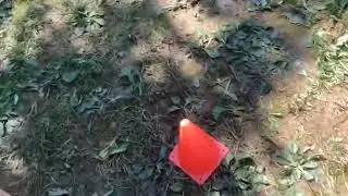 Cone racing dog