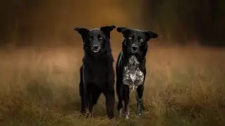 Frieda & Qju [Mixbreed | Border Collie]