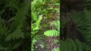 Nature walk asmr #shorts #ferns #forestbathing
