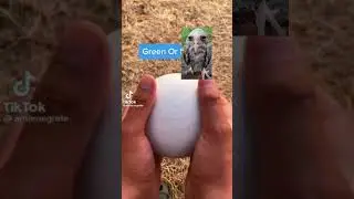 Green or wet owl