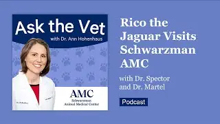 Ask the Vet: Rico the Jaguar Visits Schwarzman AMC with Dr. Spector and Dr. Martel