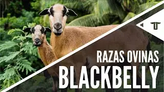 Blackbelly - Panza negra - Barbados | Razas ovinas