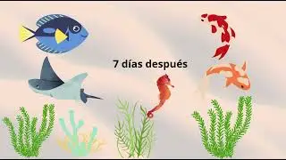Cómo armar una pecera para agua tropical 