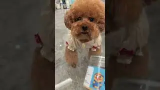 Smart and Quick-Witted! Adorable Pet's Playful Antics #CleverPets #FastBrainReactions